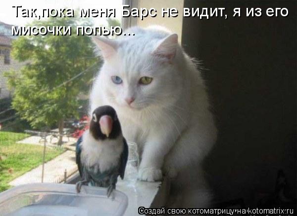 Так,пока меня Барс не видит, я из его мисочки попью...... Котоматрица: Так,пока меня Барс не видит, я из его мисочки попью...