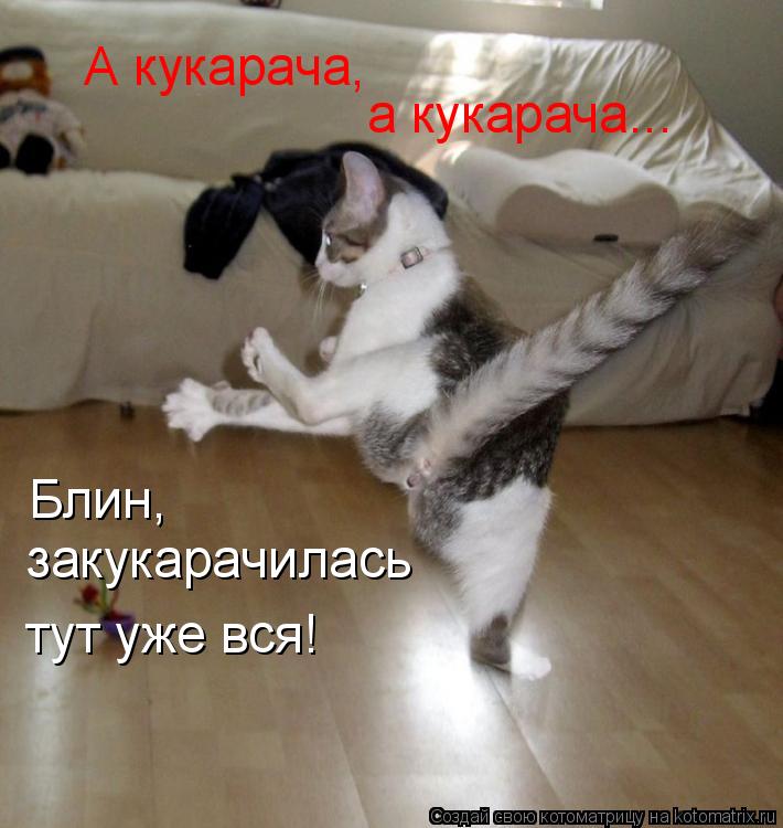 А кукарача, а кукарача... Блин, закукарачилась тут уже вся!... Котоматрица: А кукарача, а кукарача... Блин, закукарачилась тут уже вся!