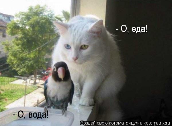 - О, вода! - О, еда!... Котоматрица: - О, вода! - О, еда!