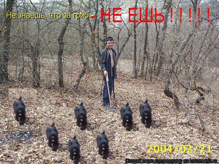 Котоматрица: Не знаешь, что за гриб - - НЕ ЕШЬ ! ! ! ! !