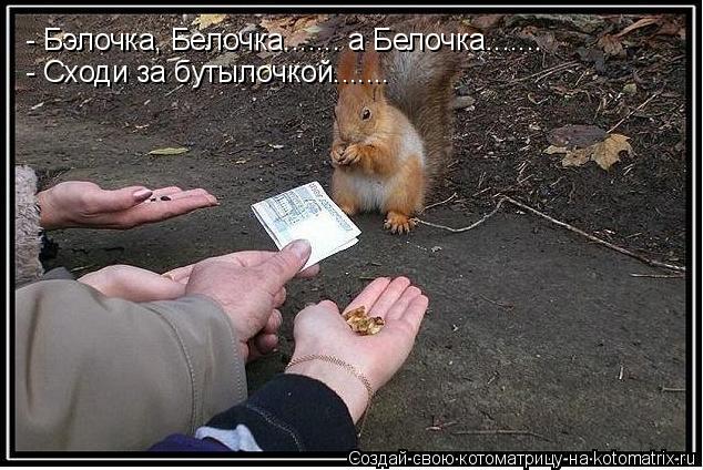 Котоматрица: - Бэлочка, Белочка....... а Белочка....... - Сходи за бутылочкой.......