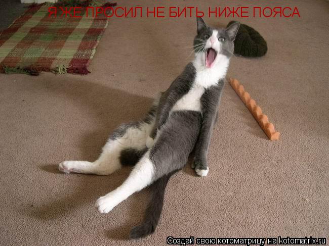 Котоматрица: Я ЖЕ ПРОСИЛ НЕ БИТЬ НИЖЕ ПОЯСА