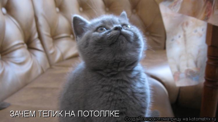 Котоматрица: ЗАЧЕМ ТЕЛИК НА ПОТОЛЛКЕ