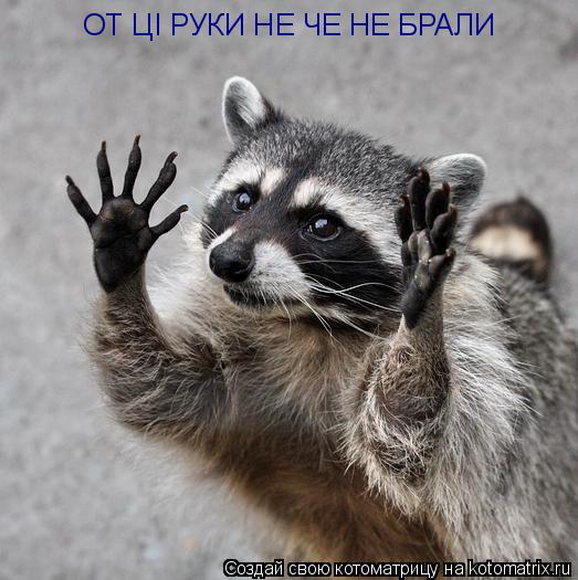 Котоматрица: ОТ ЦI РУКИ НЕ ЧЕ НЕ БРАЛИ