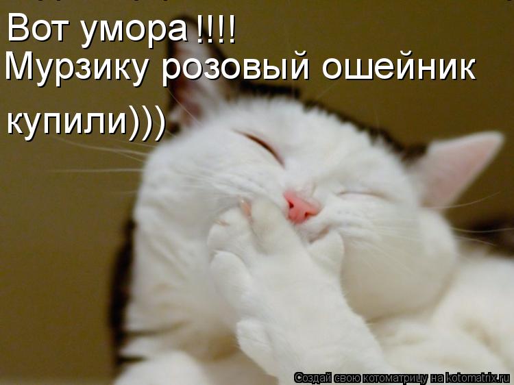 Котоматрица: Вот умора !!!! Мурзику розовый ошейник купили))) Мурзику розовый ошейник  купили)))