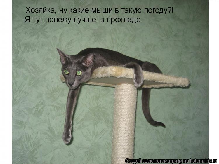 Хозяйка, ну какие мыши в такую погоду?! Я тут полежу лучше, в прохладе.... Котоматрица: Хозяйка, ну какие мыши в такую погоду?! Я тут полежу лучше, в прохладе.