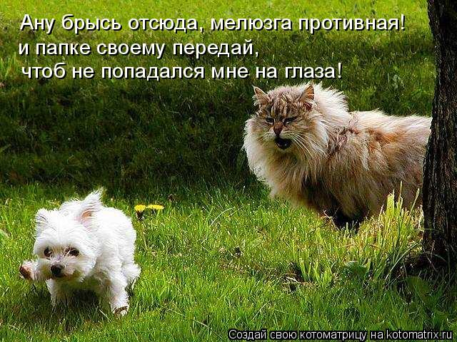 Ану брысь отсюда, мелюзга противная! и папке своему передай, чтоб не попадался мне на глаза!... Котоматрица: Ану брысь отсюда, мелюзга противная! и папке своему передай, чтоб не попадался мне на глаза!