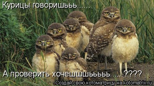 Курицы говоришььь...... А проверить хочешшшььььь......????... Котоматрица: Курицы говоришььь...... А проверить хочешшшььььь......????