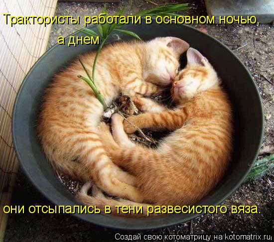 Трактористы работали в основном ночью, а днем они отсыпались в тени развесистого вяза.... Котоматрица: Трактористы работали в основном ночью, а днем они отсыпались в тени развесистого вяза.