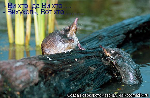 - Ви хто, да Ви хто..... - Вихухель, Вот хто.............. Котоматрица: - Ви хто, да Ви хто..... - Вихухель, Вот хто...........