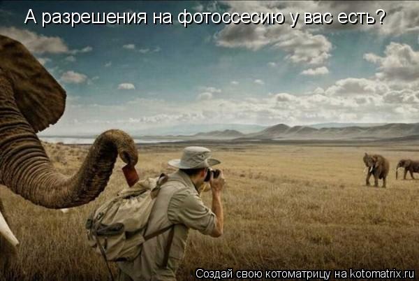 А разрешения на фотоссесию у вас есть?... Котоматрица: А разрешения на фотоссесию у вас есть?