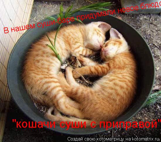 В нашем суши-баре придумали нов В нашем суши-баре придумали новое блюдо "кошачи суши с приправой"... Котоматрица: В нашем суши-баре придумали нов В нашем суши-баре придумали новое блюдо "кошачи суши с приправой"