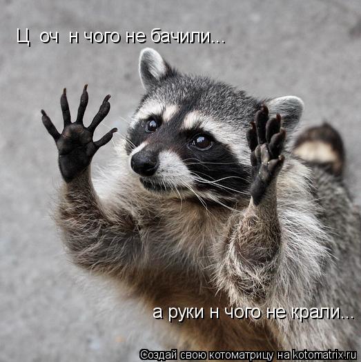 Ці очі нічого не бачили... а руки нічого не крали...... Котоматрица: Ці очі нічого не бачили... а руки нічого не крали...