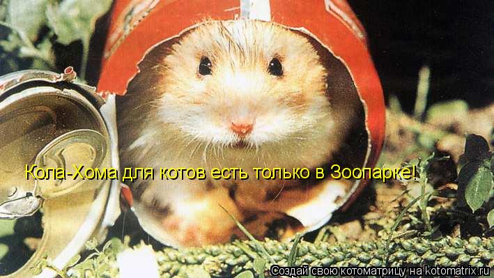 Кола-Хома для котов есть только в Зоопарке!... Котоматрица: Кола-Хома для котов есть только в Зоопарке!