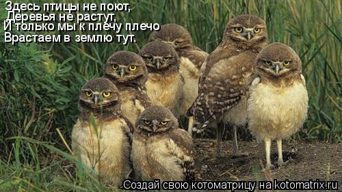 Здесь птицы не поют, Деревья не растут, И только мы к плечу плечо Врастаем в землю тут.... Котоматрица: Здесь птицы не поют, Деревья не растут, И только мы к плечу плечо Врастаем в землю тут.