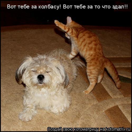 Вот тебе за колбасу! Вот тебе за то что здал!!... Котоматрица: Вот тебе за колбасу! Вот тебе за то что здал!!