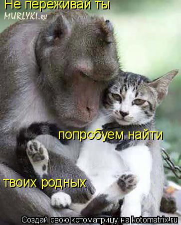 Не переживай ты попробуем найти твоих родных... Котоматрица: Не переживай ты попробуем найти твоих родных