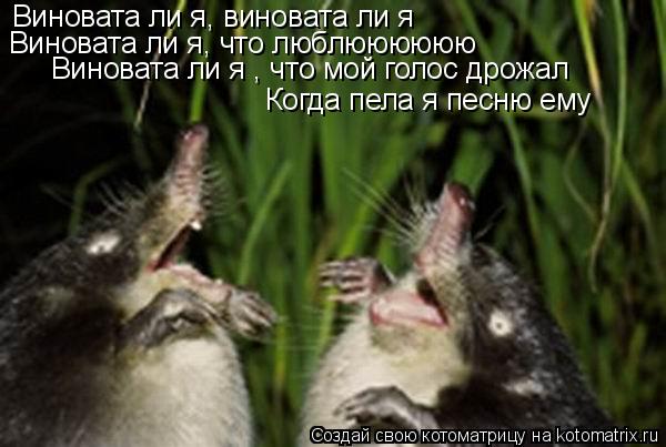 Виновата ли я, виновата ли я Виновата ли я, что люблюююююю Виновата ли я , что мой голос дрожал Когда... Котоматрица: Виновата ли я, виновата ли я Виновата ли я, что люблюююююю Виновата ли я , что мой голос дрожал Когда пела я песню ему