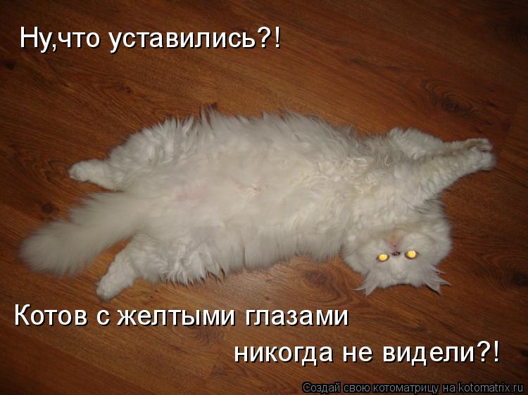 Ну,что уставились?! Котов с желтыми глазами никогда не видели?!... Котоматрица: Ну,что уставились?! Котов с желтыми глазами никогда не видели?!
