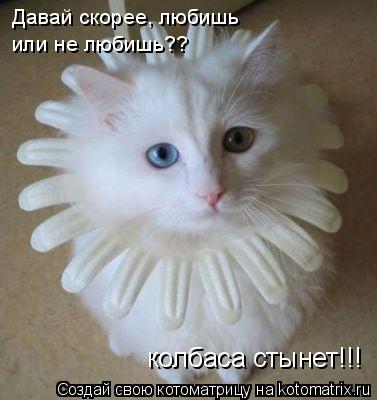 Давай скорее, любишь или не любишь?? колбаса стынет!!!... Котоматрица: Давай скорее, любишь или не любишь?? колбаса стынет!!!