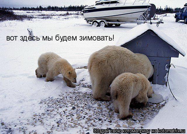 вот здесь мы будем зимовать!... Котоматрица: вот здесь мы будем зимовать!
