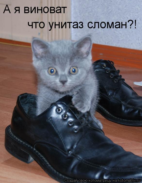 А я виноват что унитаз сломан?!... Котоматрица: А я виноват что унитаз сломан?!