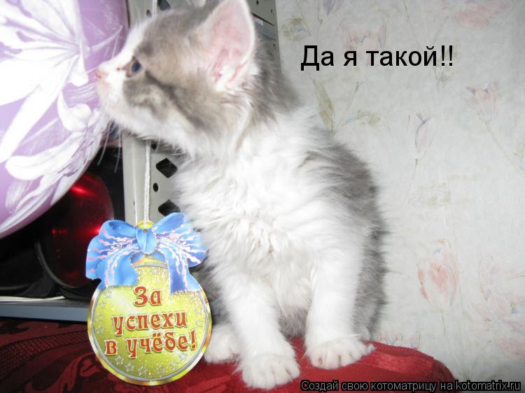 Да я такой!!... Котоматрица: Да я такой!!