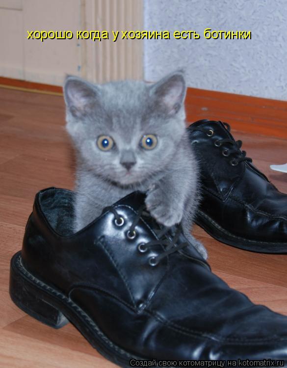 хорошо когда у хозяина есть ботинки... Котоматрица: хорошо когда у хозяина есть ботинки