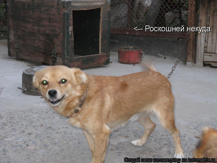 <-- Роскошней некуда... Котоматрица: <-- Роскошней некуда