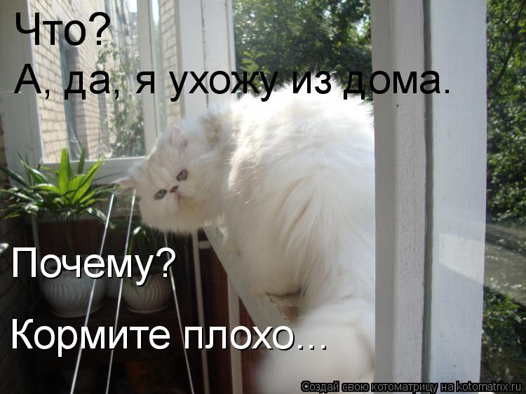 Что? А, да, я ухожу из дома. Почему? Кормите плохо...... Котоматрица: Что? А, да, я ухожу из дома. Почему? Кормите плохо...