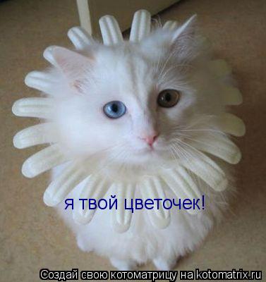 я твой цветочек!... Котоматрица: я твой цветочек!