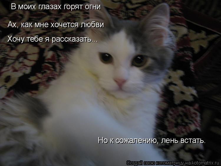 В моих глазах горят огни Ах, как мне хочется любви Хочу тебе я рассказать... Но к сожалению, лень вст... Котоматрица: В моих глазах горят огни Ах, как мне хочется любви Хочу тебе я рассказать... Но к сожалению, лень встать.