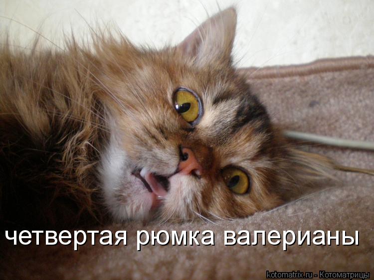 четвертая рюмка валерианы... Котоматрица: четвертая рюмка валерианы