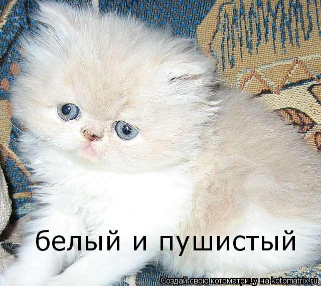 белый и пушистый... Котоматрица: белый и пушистый