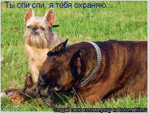 Ты спи спи, я тебя охраняю....... Котоматрица: Ты спи спи, я тебя охраняю....