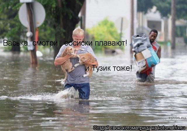 Васька, смотри , сосиски плавают! и Тузик тоже!... Котоматрица: Васька, смотри , сосиски плавают! и Тузик тоже!