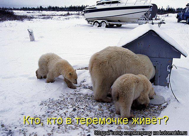 Кто, кто в теремочке живёт?... Котоматрица: Кто, кто в теремочке живёт?