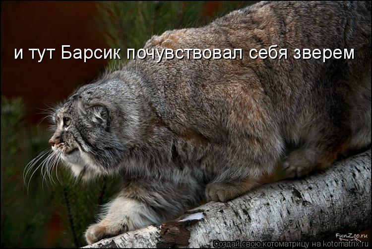 и тут Барсик почувствовал себя зверем... Котоматрица: и тут Барсик почувствовал себя зверем