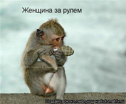 Женщина за рулем... Котоматрица: Женщина за рулем