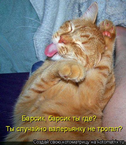 Барсик, барсик ты где? Ты случайно валерьянку не трогал?... Котоматрица: Барсик, барсик ты где? Ты случайно валерьянку не трогал?