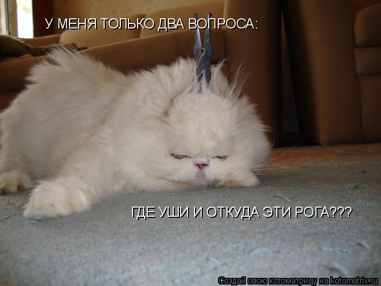 У МЕНЯ ТОЛЬКО ДВА ВОПРОСА: У МЕНЯ ТОЛЬКО ДВА ВОПРОСА: ГДЕ УШИ И ОТКУДА ЭТИ РОГА???... Котоматрица: У МЕНЯ ТОЛЬКО ДВА ВОПРОСА: У МЕНЯ ТОЛЬКО ДВА ВОПРОСА: ГДЕ УШИ И ОТКУДА ЭТИ РОГА???