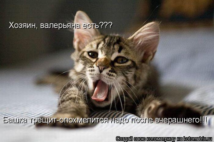 Хозяин, валерьяна есть??? Башка трещит-опохмелится надо после вчерашнего!!!... Котоматрица: Хозяин, валерьяна есть??? Башка трещит-опохмелится надо после вчерашнего!!!