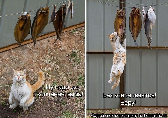 Ну надо же, копчёная рыба! Без консервантов! Беру!... Котоматрица: Ну надо же, копчёная рыба! Без консервантов! Беру!