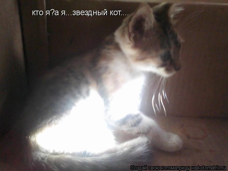 кто я?а я...звездный кот....... Котоматрица: кто я?а я...звездный кот....
