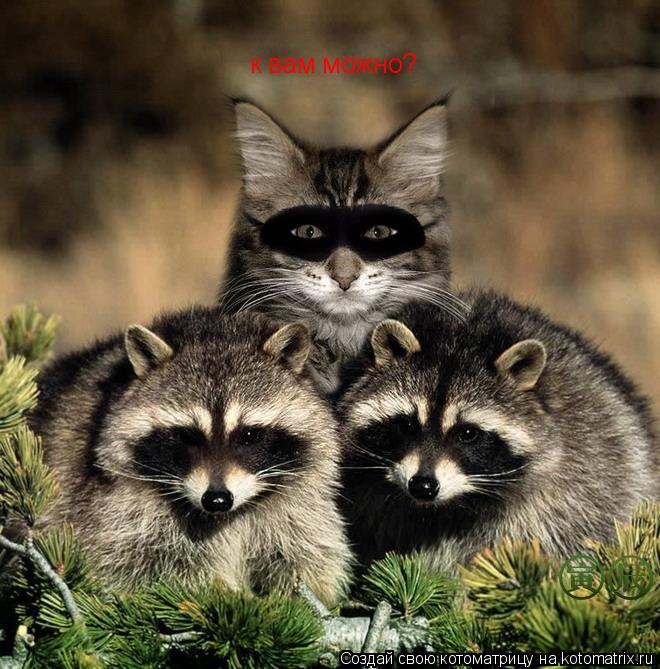 к вам можно?... Котоматрица: к вам можно?
