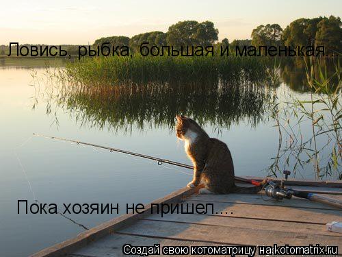 Ловись, рыбка, большая и маленькая... Пока хозяин не пришел....... Котоматрица: Ловись, рыбка, большая и маленькая... Пока хозяин не пришел....