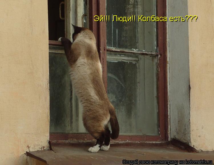 Эй!!! Люди!! Колбаса есть???... Котоматрица: Эй!!! Люди!! Колбаса есть???