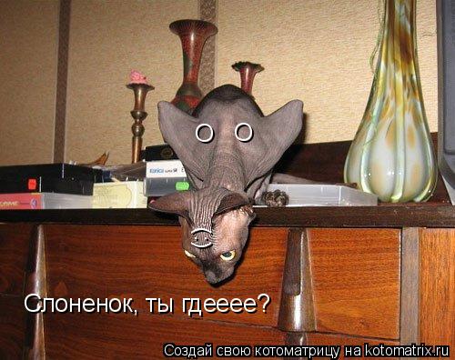 О О Слоненок, ты гдееее? (:)... Котоматрица: О О Слоненок, ты гдееее? (:)