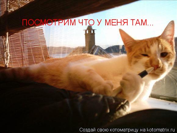 ПОСМОТРИМ ЧТО У МЕНЯ ТАМ ПОСМОТРИМ ЧТО У МЕНЯ ТАМ...... Котоматрица: ПОСМОТРИМ ЧТО У МЕНЯ ТАМ ПОСМОТРИМ ЧТО У МЕНЯ ТАМ...