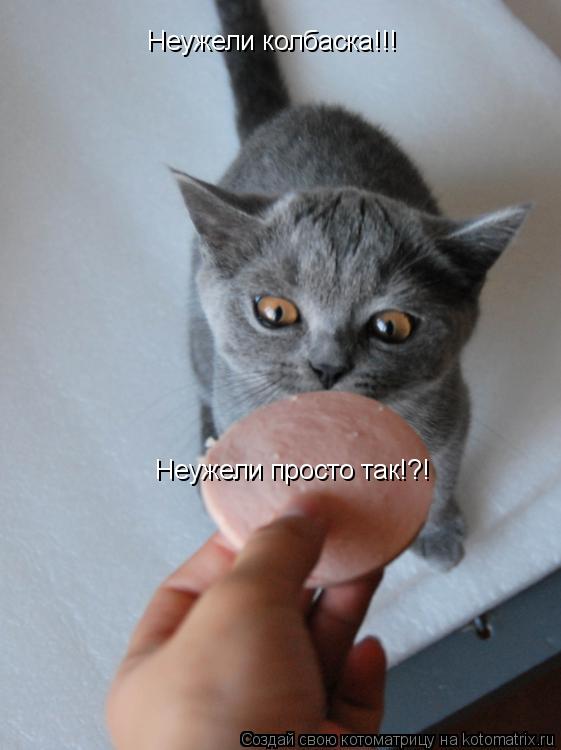 Неужели колбаска!!! Неужели просто так!?!... Котоматрица: Неужели колбаска!!! Неужели просто так!?!